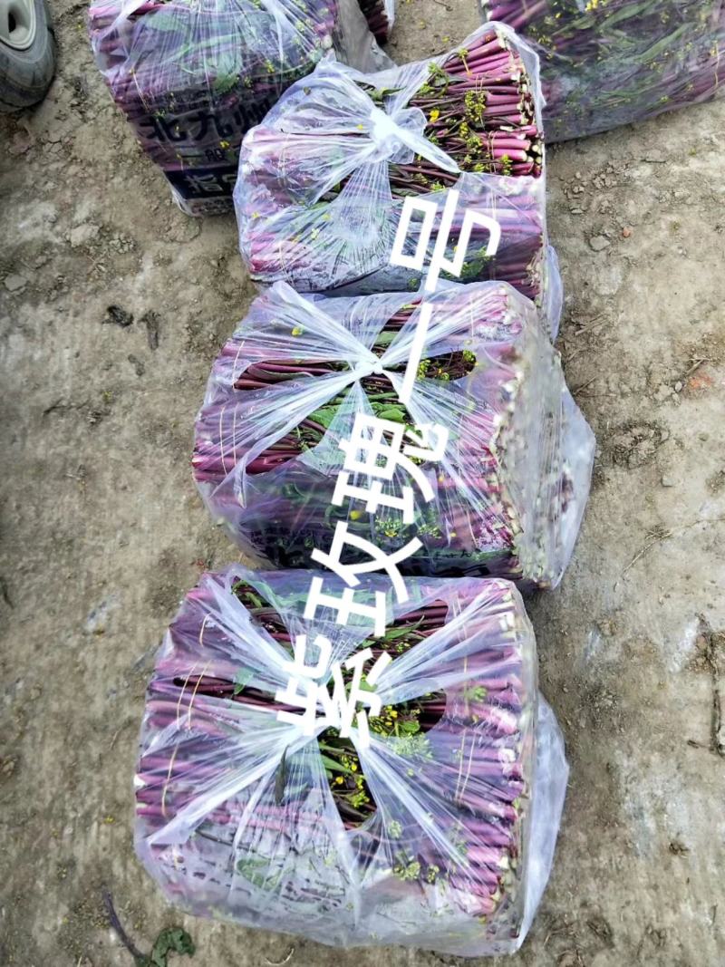 紫玫瑰一号小叶亮红紫菜苔种子早熟耐寒肉淡绿红菜苔种子