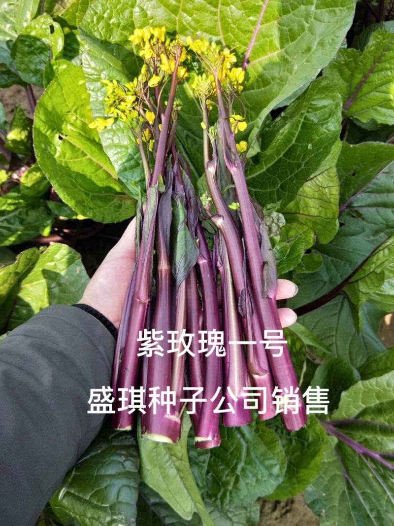紫玫瑰一号小叶亮红紫菜苔种子早熟耐寒肉淡绿红菜苔种子