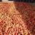 大量供应硬粉西红柿，产地直供商超，市场以及加工厂。