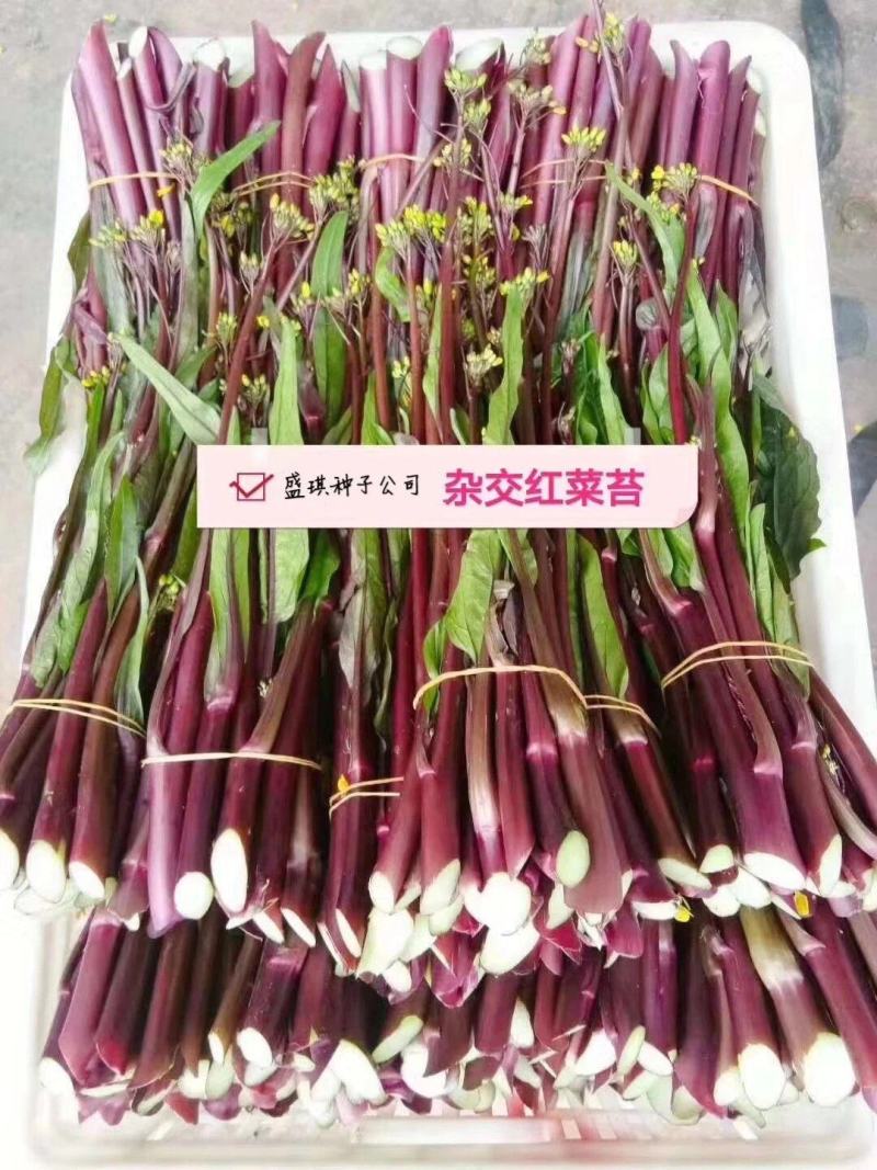 紫玫瑰一号C小叶亮红紫菜苔种子菜苔基地种植红菜苔种子批发