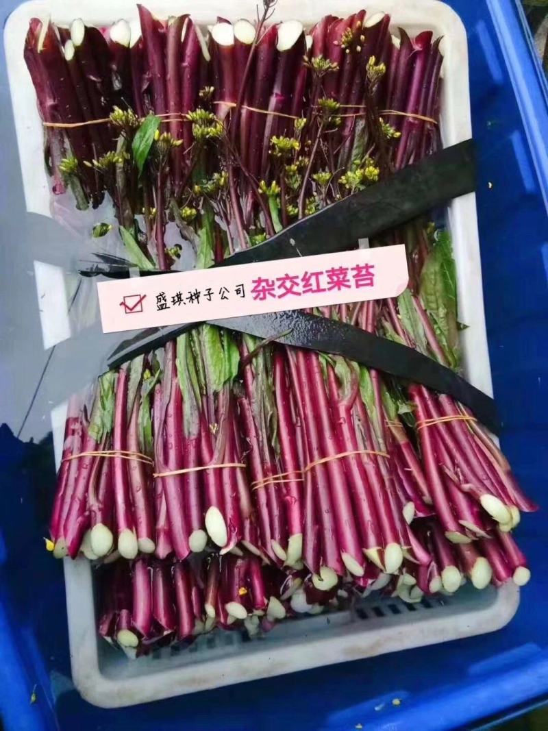 紫玫瑰一号C小叶亮红紫菜苔种子菜苔基地种植红菜苔种子批发