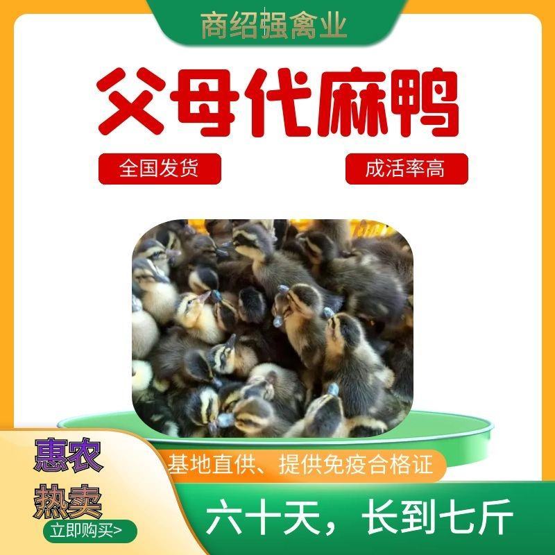 大种麻鸭苗泸州鸭苗包运费和路损全国发货可视频看货
