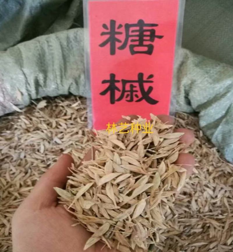 林木种子新采糖槭种子别称银白槭种子糖槭树种子