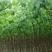 林木种子新采糖槭种子别称银白槭种子糖槭树种子