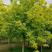 新采复叶槭种子梣叶槭糖槭种子金叶复叶槭种子林木种子