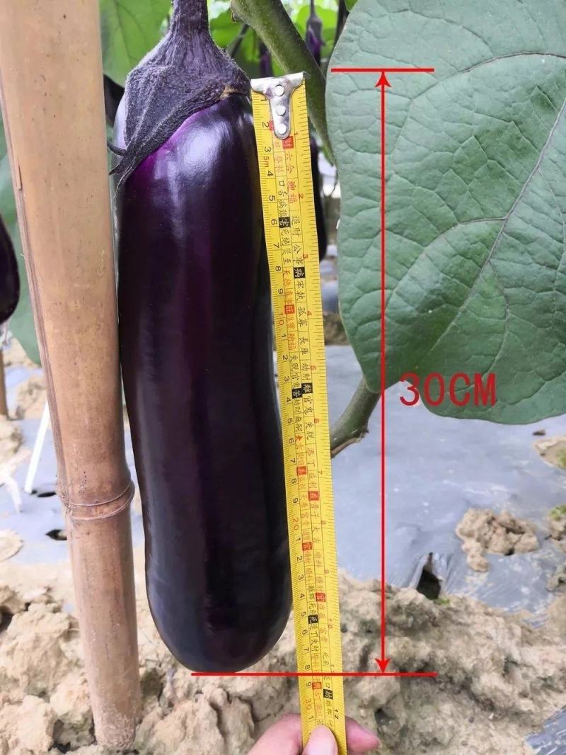 盛一奇红秀2号紫红烧烤茄种子短棒茄子耐热性好春秋栽培