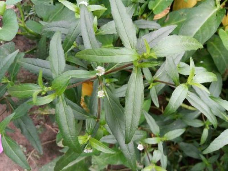 中药材旱莲草种子墨旱莲鳢肠草芨芨草阳台盆栽