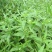 中药材旱莲草种子墨旱莲鳢肠草芨芨草阳台盆栽