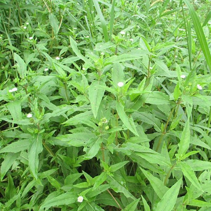 中药材旱莲草种子墨旱莲鳢肠草芨芨草阳台盆栽