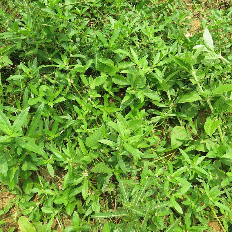 中药材旱莲草种子墨旱莲鳢肠草芨芨草阳台盆栽