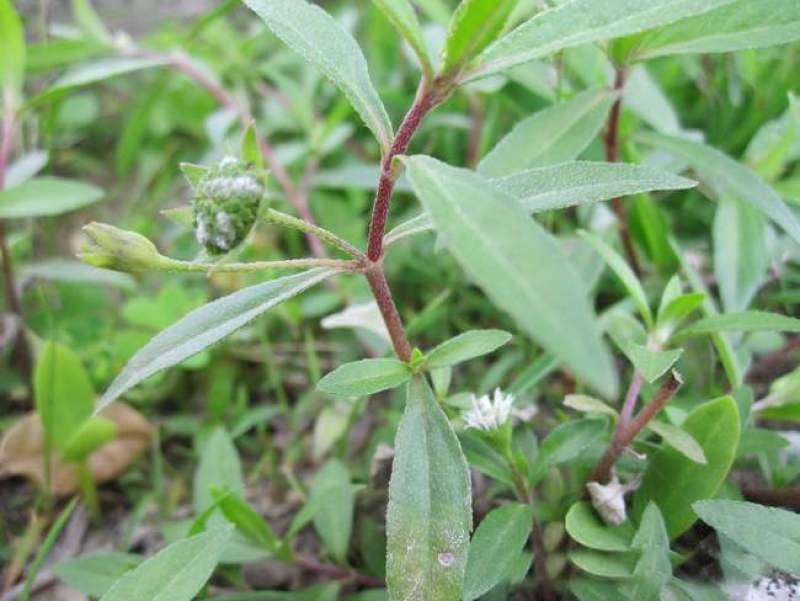 中药材旱莲草种子墨旱莲鳢肠草芨芨草阳台盆栽