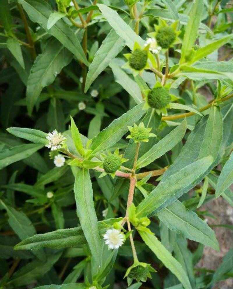 中药材旱莲草种子墨旱莲鳢肠草芨芨草阳台盆栽