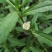 中药材旱莲草种子墨旱莲鳢肠草芨芨草阳台盆栽