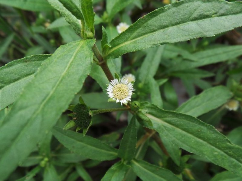 中药材旱莲草种子墨旱莲鳢肠草芨芨草阳台盆栽