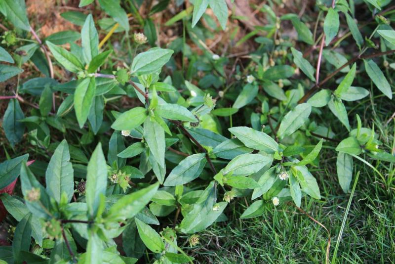 中药材旱莲草种子墨旱莲鳢肠草芨芨草阳台盆栽