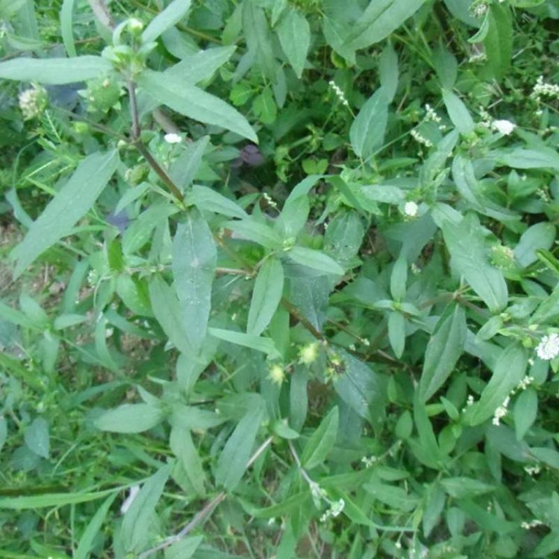 中药材旱莲草种子墨旱莲鳢肠草芨芨草阳台盆栽