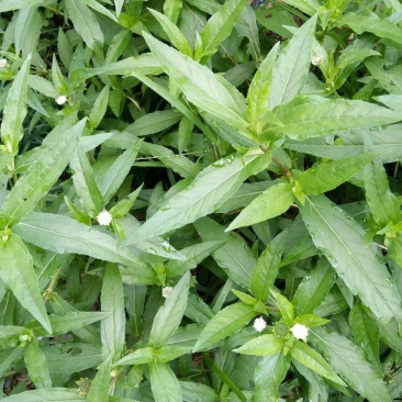 中药材旱莲草种子墨旱莲鳢肠草芨芨草阳台盆栽