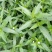 中药材旱莲草种子墨旱莲鳢肠草芨芨草阳台盆栽