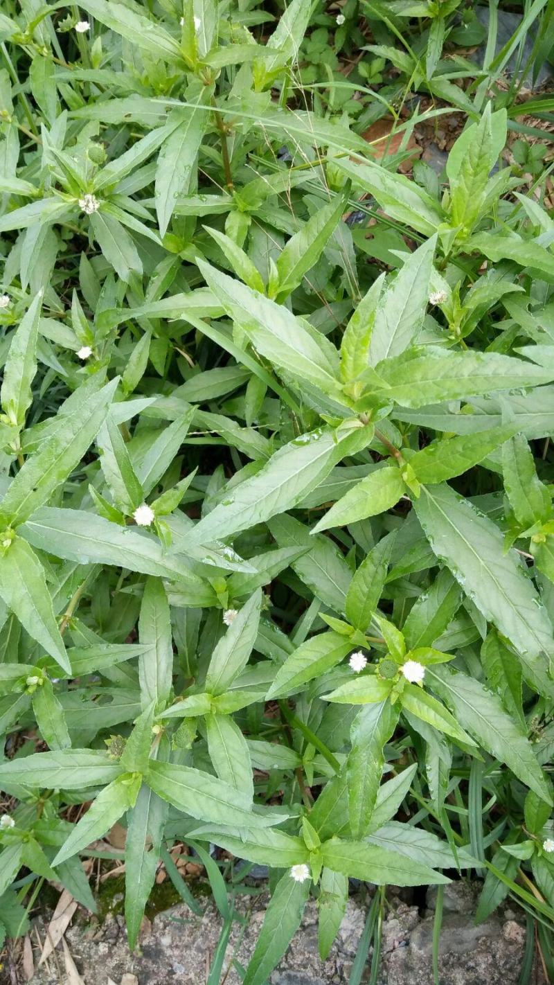 中药材旱莲草种子墨旱莲鳢肠草芨芨草阳台盆栽