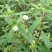 中药材旱莲草种子墨旱莲鳢肠草芨芨草阳台盆栽