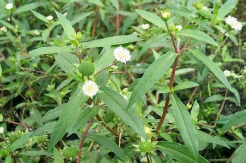 中药材旱莲草种子墨旱莲鳢肠草芨芨草阳台盆栽