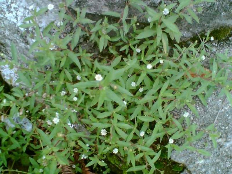 中药材旱莲草种子墨旱莲鳢肠草芨芨草阳台盆栽