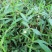 中药材旱莲草种子墨旱莲鳢肠草芨芨草阳台盆栽