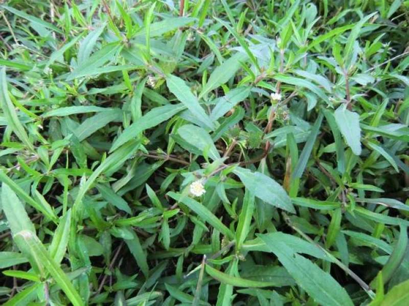 中药材旱莲草种子墨旱莲鳢肠草芨芨草阳台盆栽