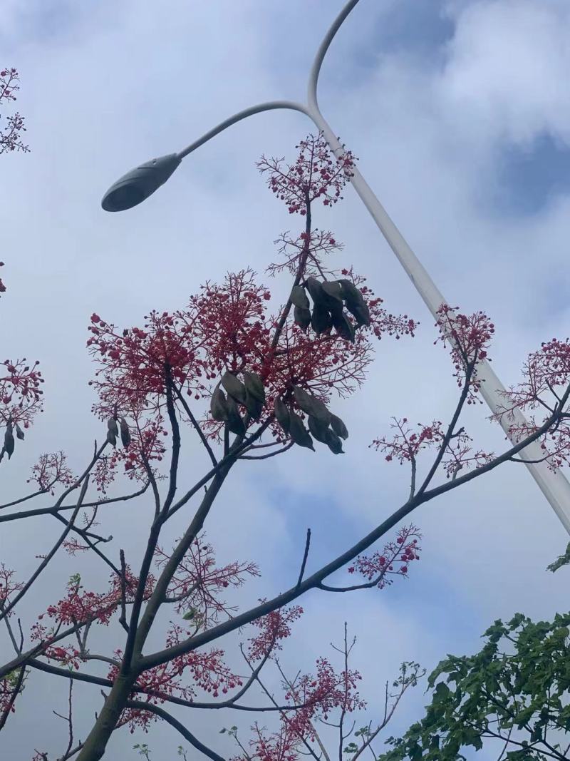 澳洲火焰木种子产地来自澳洲进口的品种种子