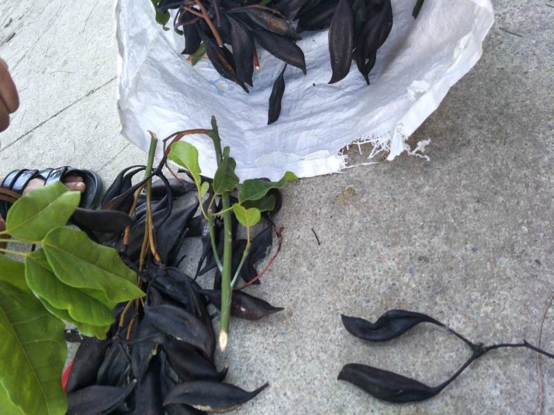 澳洲火焰木种子产地来自澳洲进口的品种种子