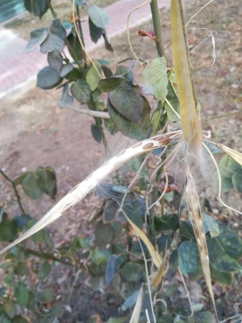 鹅绒藤种子中草药植物羊奶角角种子牛皮消种苗萝藦科