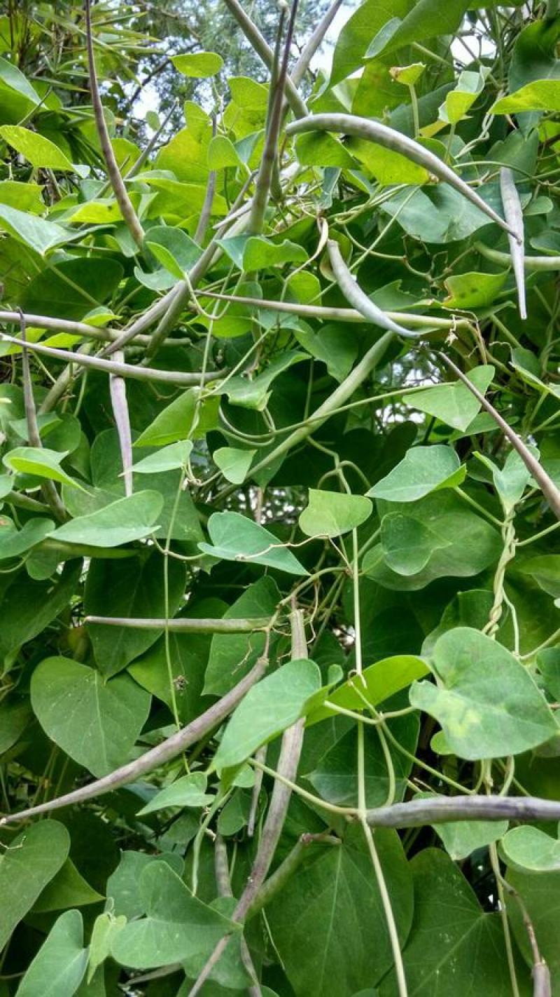 鹅绒藤种子中草药植物羊奶角角种子牛皮消种苗萝藦科
