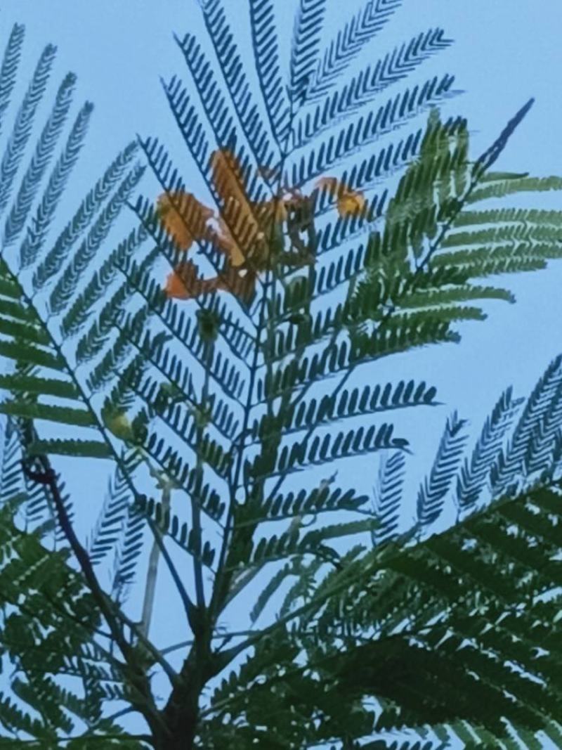正宗黄花凤凰木苗一手货源纯种正宗黄花凤凰木杯苗