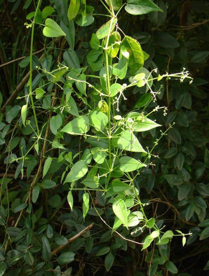 茜草种子东北风车草中草药野生新奇爬藤植物阳台盆栽