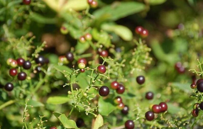 茜草种子东北风车草中草药野生新奇爬藤植物阳台盆栽