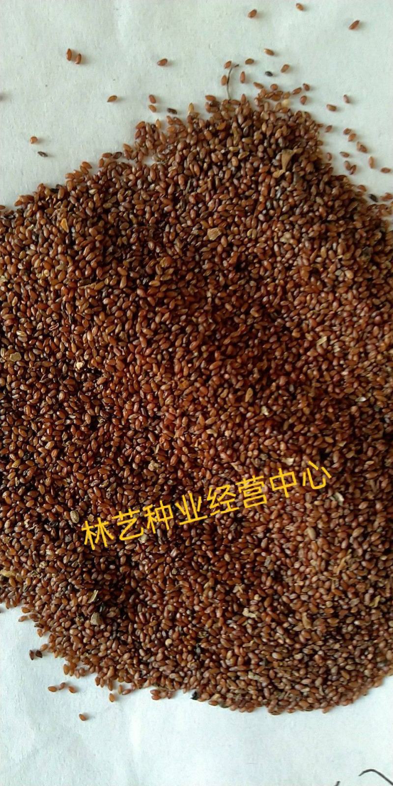 党参种子新产中药材种子岷县党参种子纯新党参子党参籽正品