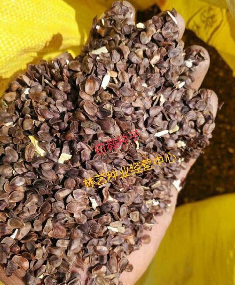 白薇种子东北野生植物白龙须种子爬藤植物白马薇种苗庭院盆栽