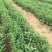 白薇种子东北野生植物白龙须种子爬藤植物白马薇种苗庭院盆栽
