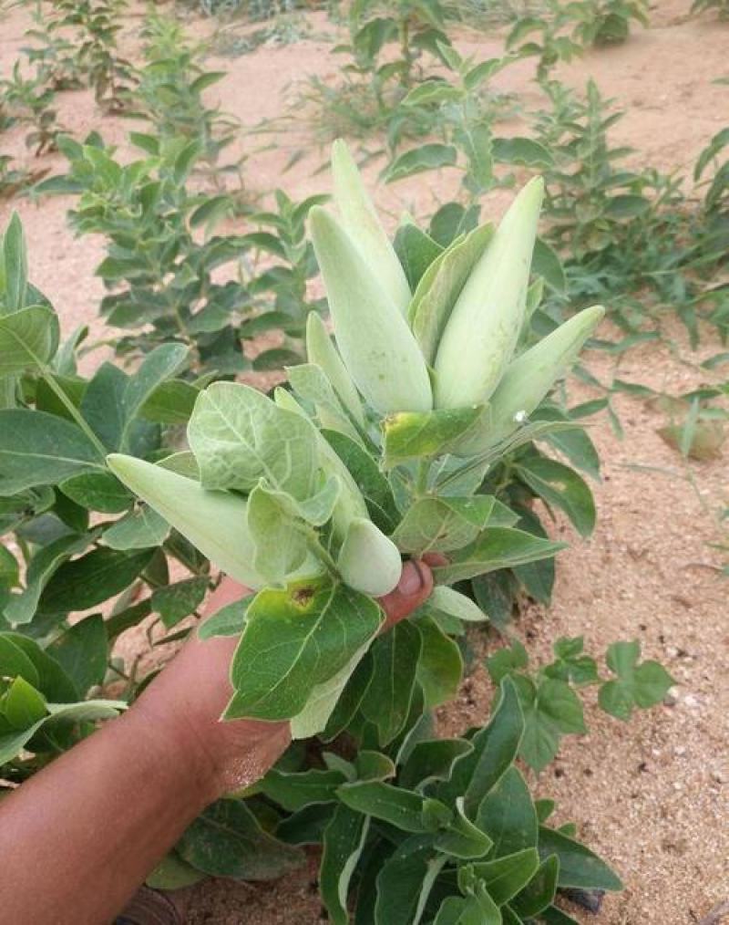 白薇种子东北野生植物白龙须种子爬藤植物白马薇种苗庭院盆栽
