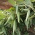 白薇种子东北野生植物白龙须种子爬藤植物白马薇种苗庭院盆栽