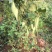 白薇种子东北野生植物白龙须种子爬藤植物白马薇种苗庭院盆栽