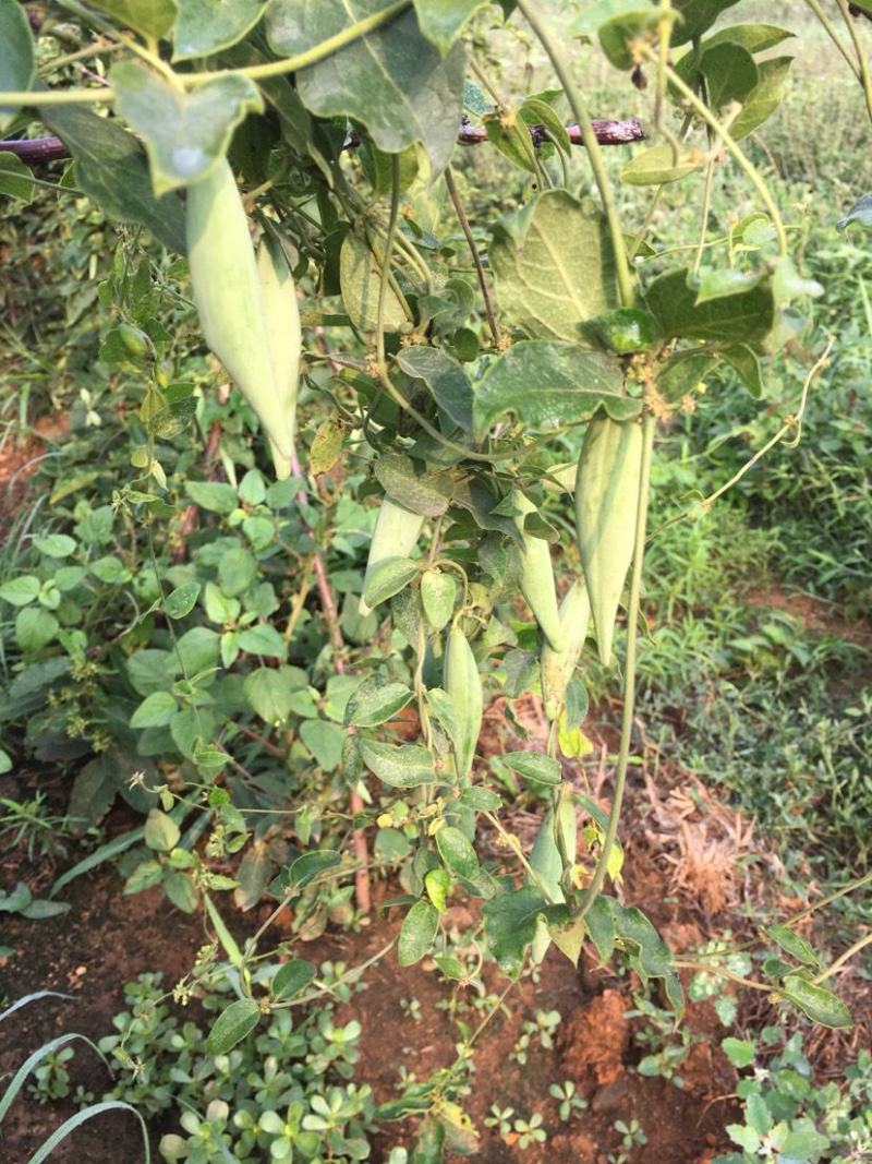 白薇种子东北野生植物白龙须种子爬藤植物白马薇种苗庭院盆栽