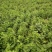 白薇种子东北野生植物白龙须种子爬藤植物白马薇种苗庭院盆栽
