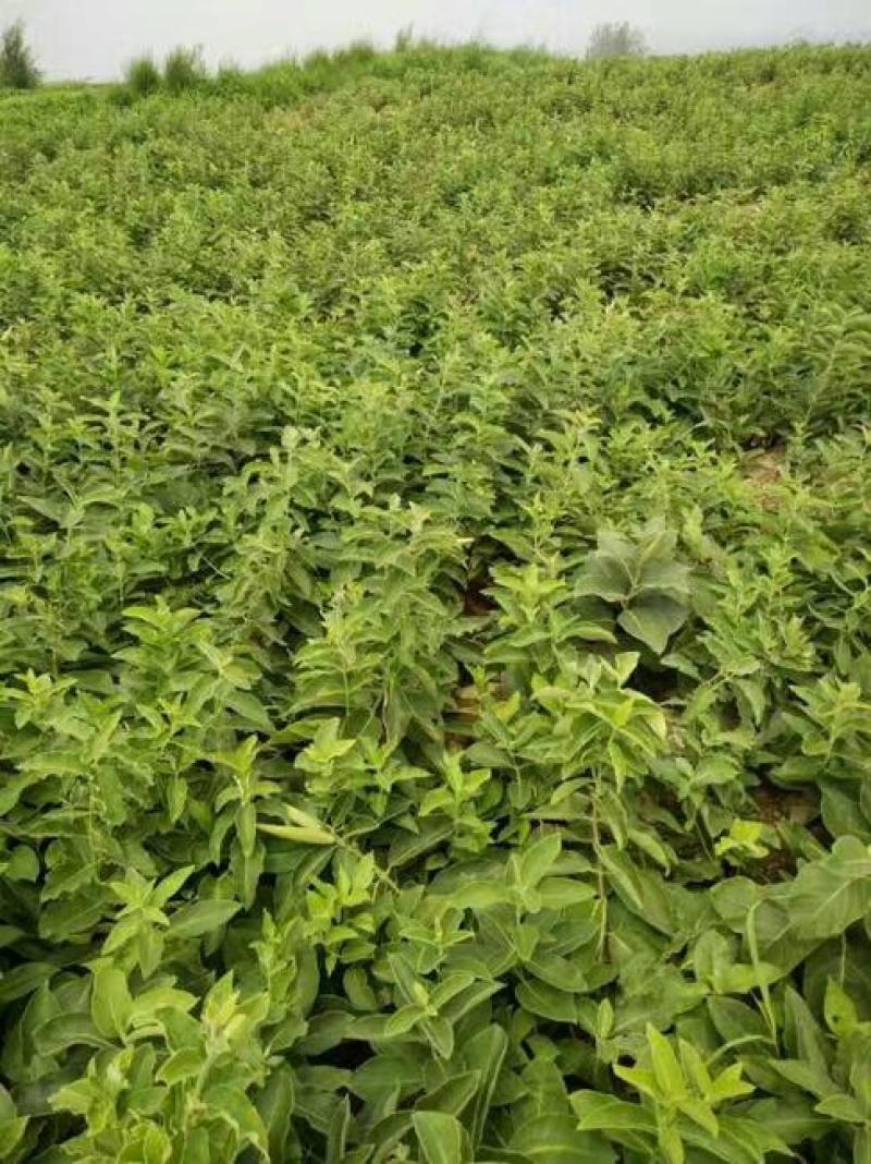 白薇种子东北野生植物白龙须种子爬藤植物白马薇种苗庭院盆栽