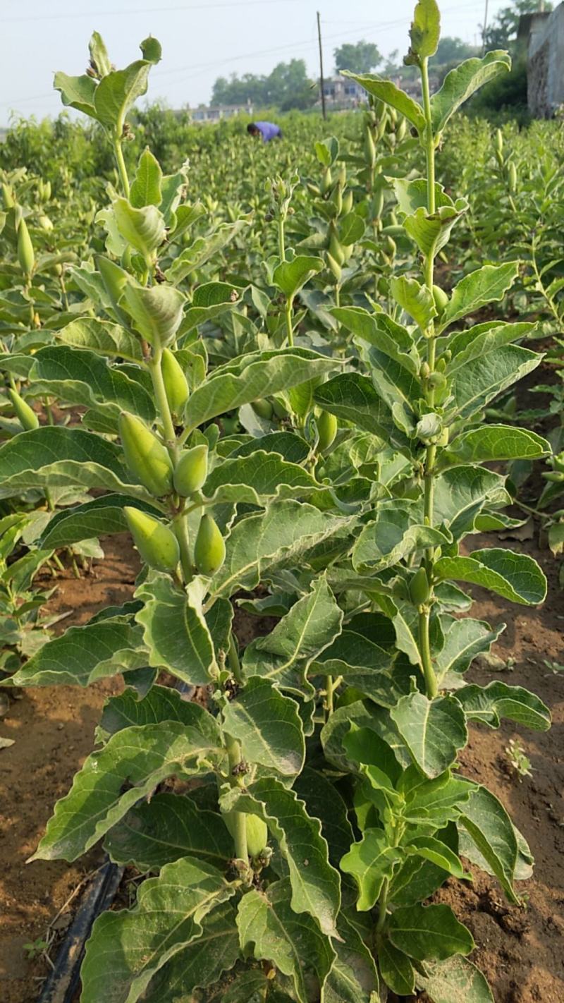 白薇种子东北野生植物白龙须种子爬藤植物白马薇种苗庭院盆栽