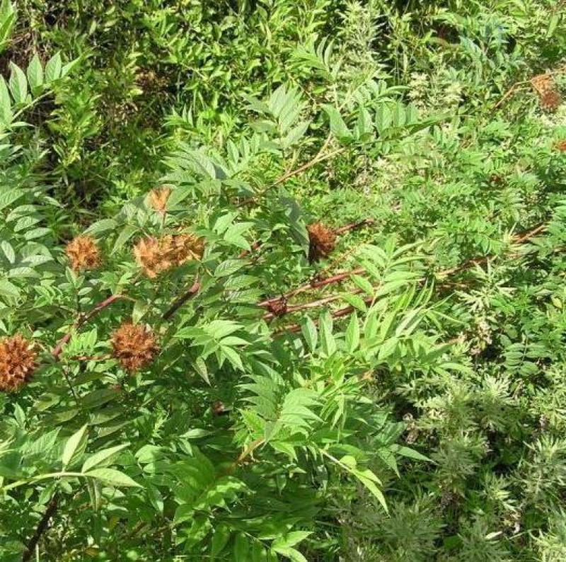 甘草种子