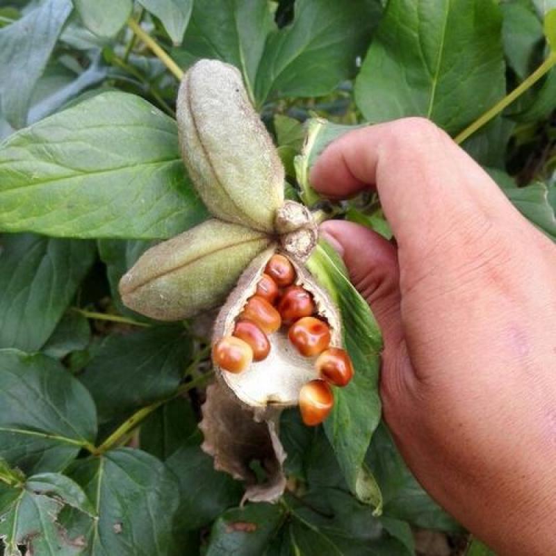 芍药种子四季开花易活室内外花卉盆栽庭院赛牡丹重瓣芍药花种