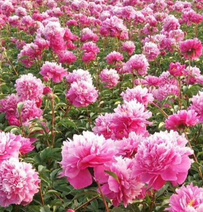 芍药种子四季开花易活室内外花卉盆栽庭院赛牡丹重瓣芍药花种