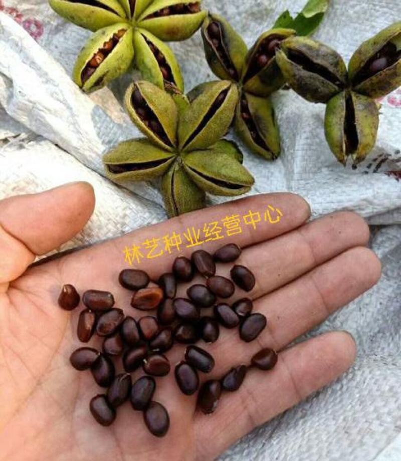 芍药种子四季开花易活室内外花卉盆栽庭院赛牡丹重瓣芍药花种
