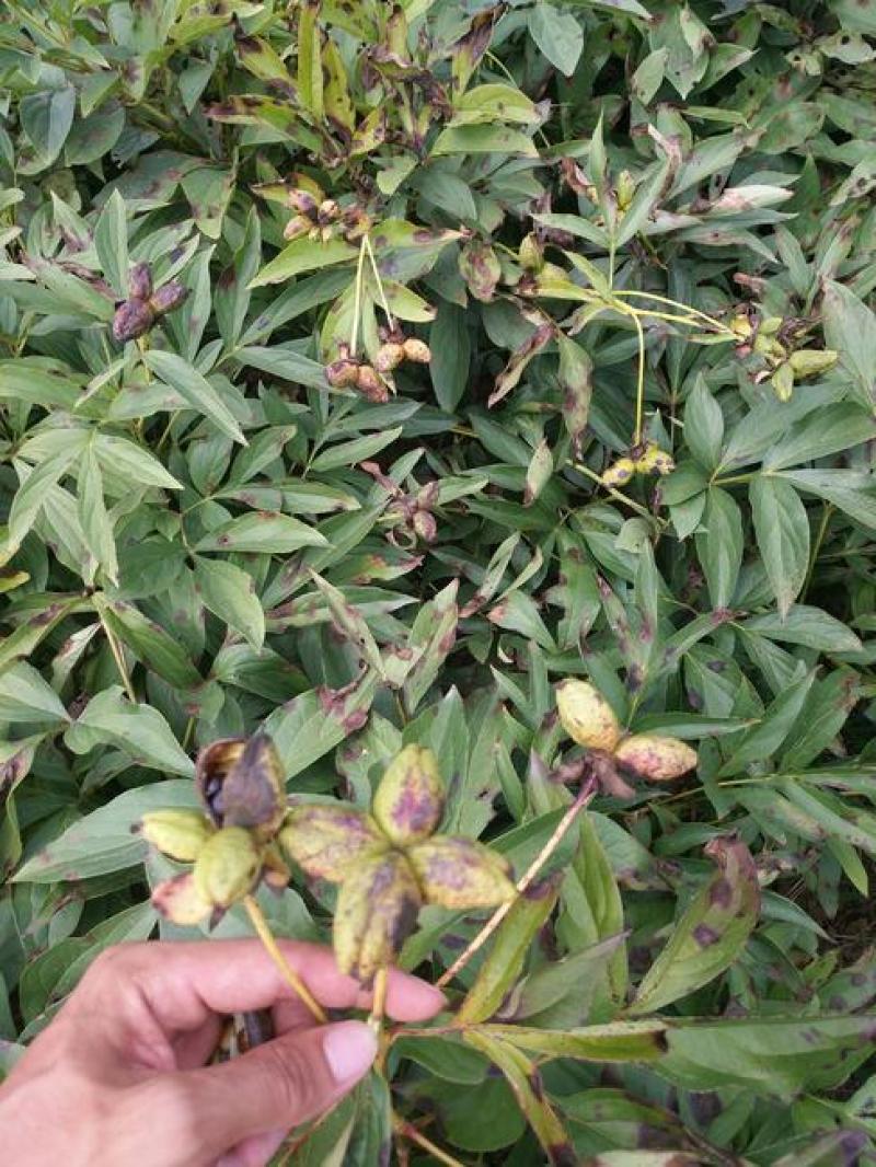 芍药种子四季开花易活室内外花卉盆栽庭院赛牡丹重瓣芍药花种